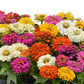 Bouquet of colorful zinnia elegant full mix flowers on a white background