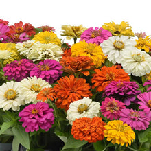 Bouquet of colorful zinnia elegant full mix flowers on a white background