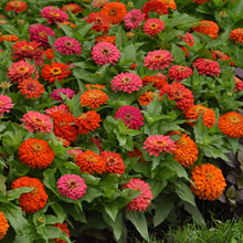 Bouquet of red, pink, and orange zinnia elegant hot mix flowers with green leaves.