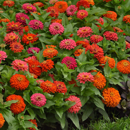Bouquet of red, pink, and orange zinnia elegant hot mix flowers with green leaves.