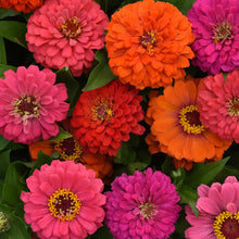 Close-up of colorful zinnia elegant hot mix flowers with pink, orange, and purple hues.