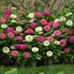 Bouquet of pink, white, and green zinnia elegant soft mix flowers with green leaves.