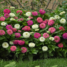 Bouquet of pink, white, and green zinnia elegant soft mix flowers with green leaves.