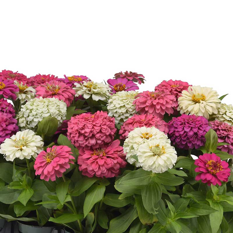 Bouquet of pink, white, and purple zinnia elegant soft mix flowers with green leaves on a white background