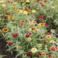 zinnia jazzy mix