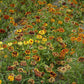 zinnia jazzy mix