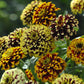 zinnia jazzy mix