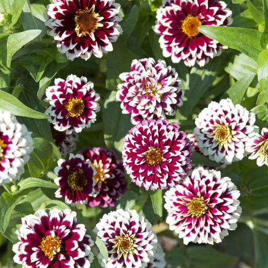 zinnia jazzy red