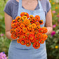 Person holding a bouquet of lilliput orange zinnia flowers in a garden setting