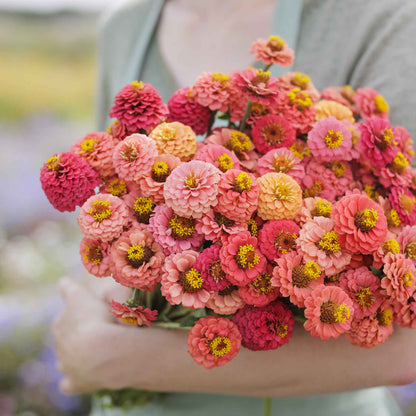 Close-up of salmon-colored zinnia lilliput salmon on a natural green garden backdrop