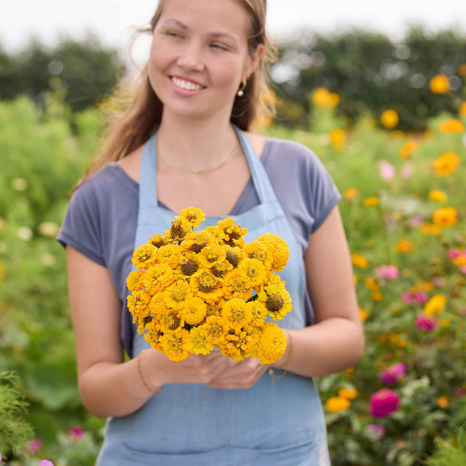 Woman holding zinnia lilliput yellow flowers in a field of colorful flowers