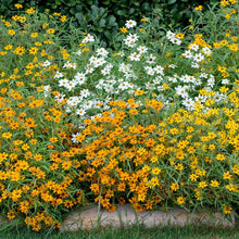 Mix of small single-petaled zinnia linearis mix flowers on a bright outdoor backdrop | copyright: Floramedia UK Ltd