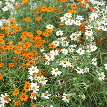 Delicate orange and yellow zinnia linearis mix flowers on a natural outdoor backdrop