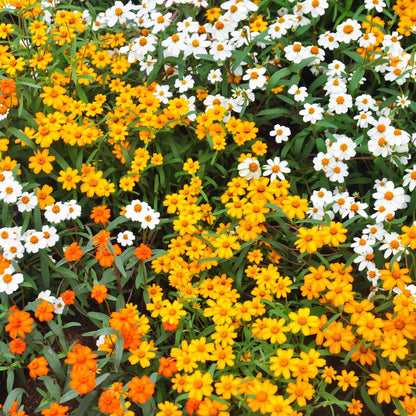Zinnia linearis mix flowers in a colorful garden field on a bright outdoor background