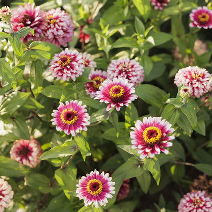 Vibrant multi-colored zinnia mazurkia flowers in close-up on a garden backdrop