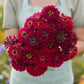 Bouquet of red Meteor Zinnia flowers held by a person wearing a light apron.
