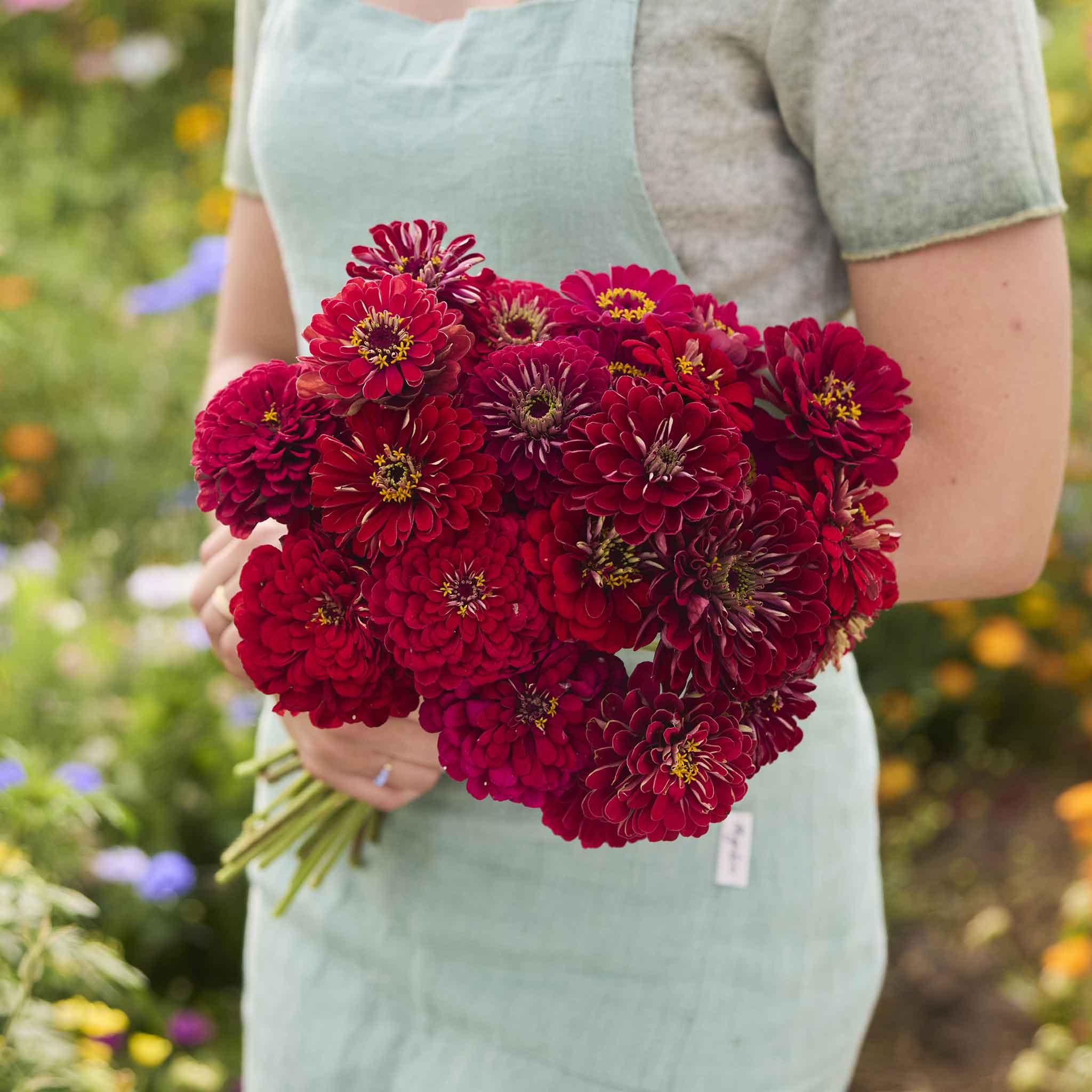 Person holding a bouquet of Meteor Zinnia flowers with a blurred garden background