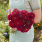 Person holding a bouquet of Meteor Zinnia flowers with a blurred garden background
