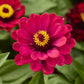 zinnia meteor