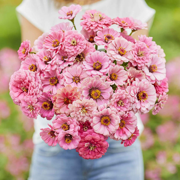 zinnia-miss-wilmott-mac-