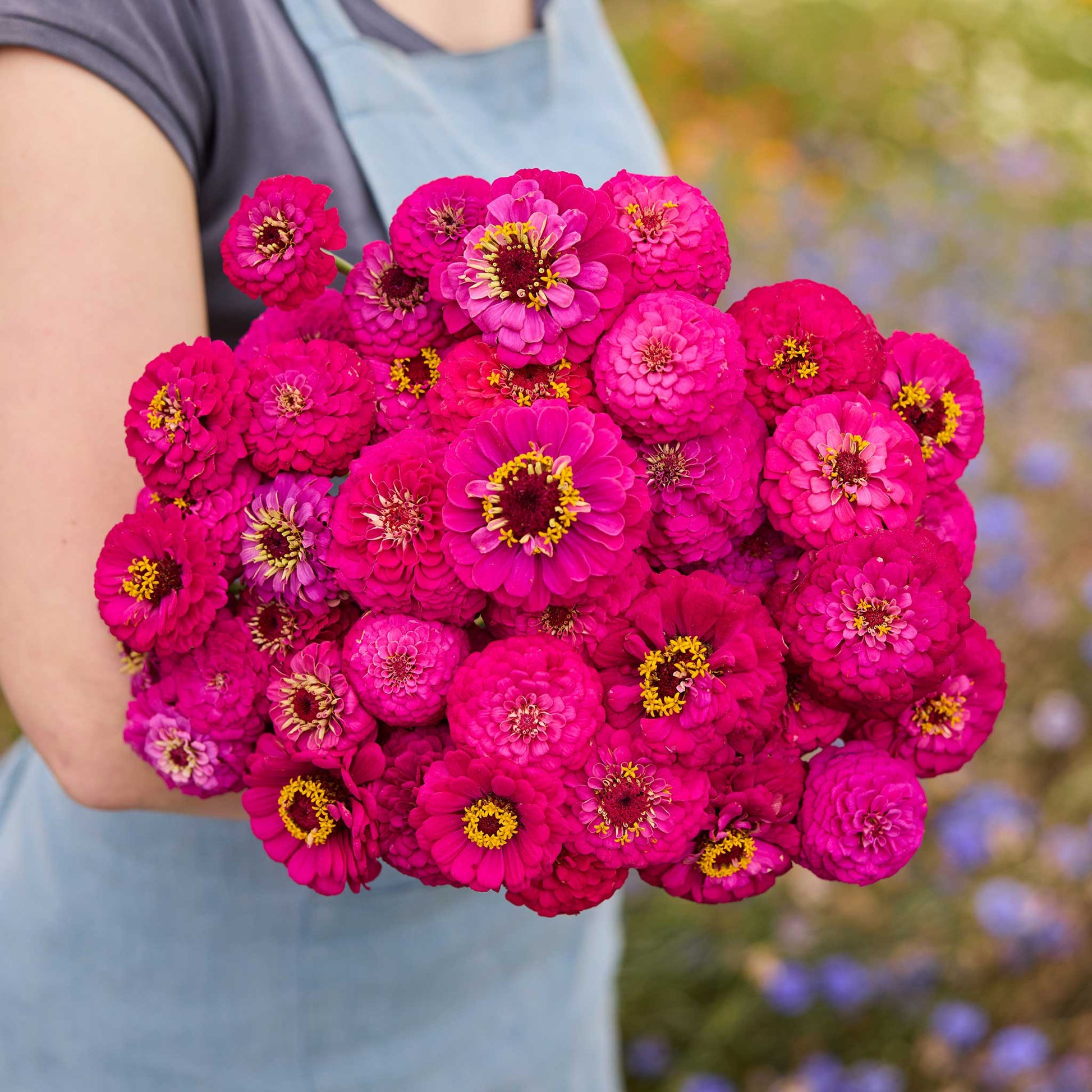A person holding a bouquet of zinnia oklahoma carmine with a blurred garden background.