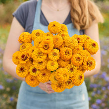 A person holding a bouquet of golden zinnia oklahoma golden yellow flowers in a garden setting.