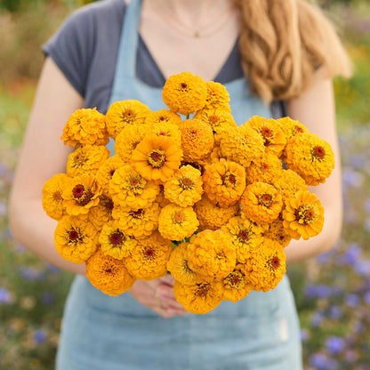 A person holding a bouquet of golden zinnia oklahoma golden yellow flowers in a garden setting.