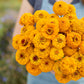 A close up of a person holding a bouquet of golden zinnia oklahoma golden yellow flowers in a garden setting.