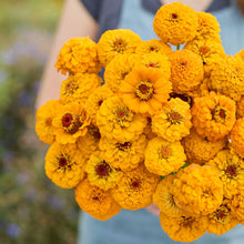 A close up of a person holding a bouquet of golden zinnia oklahoma golden yellow flowers in a garden setting.