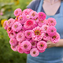 A close up of a bouquet of pink Zinnia Oklahoma Pink with a blurred background.