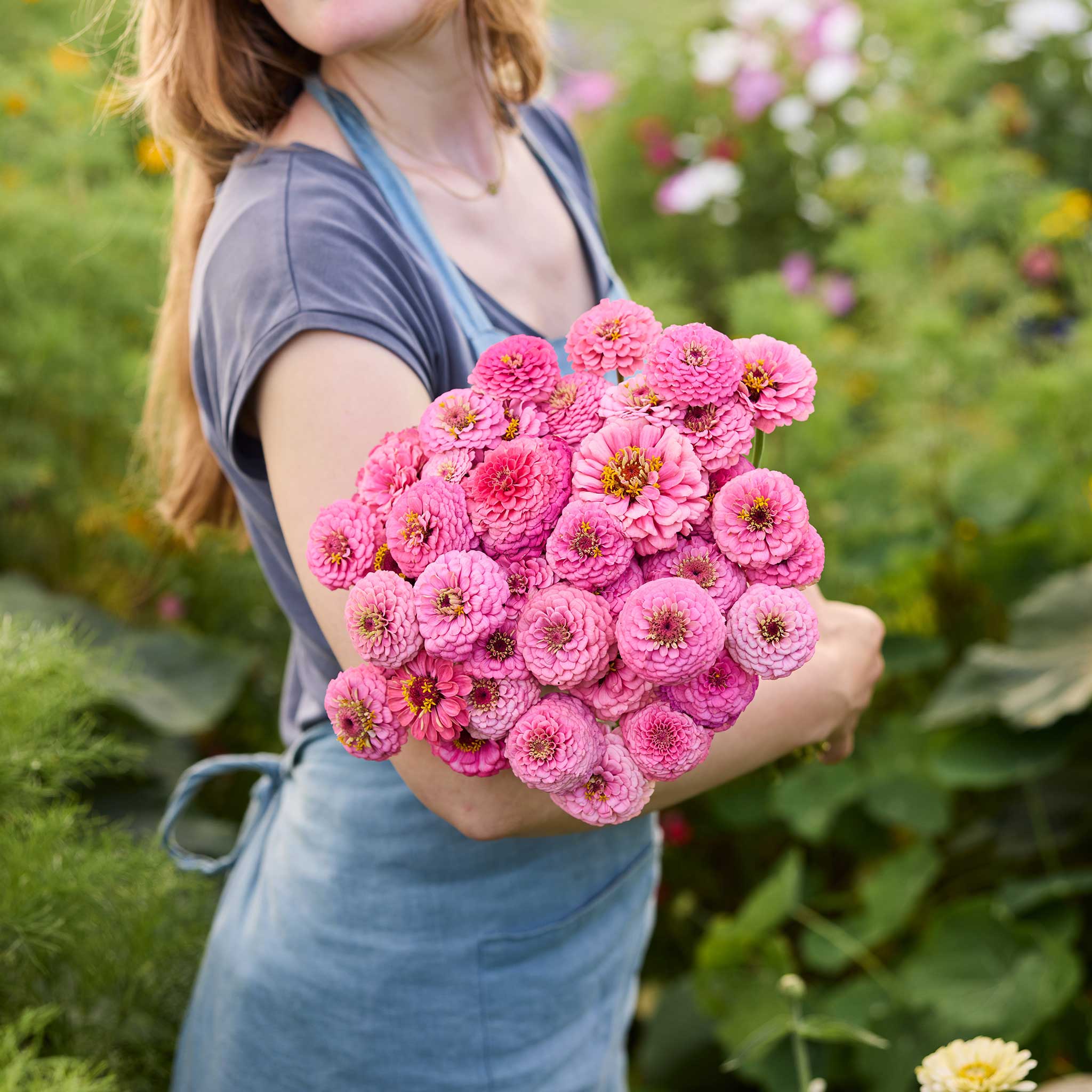 Zinnia Seeds - Oklahoma Pink | Flower Seeds in Packets & Bulk