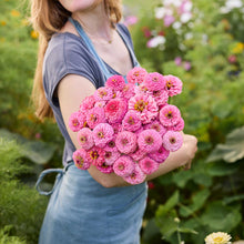 A person holding a bouquet of pink Zinnia Oklahoma Pink flowers in a garden setting.