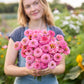 A person holding a bouquet of pink Zinnia Oklahoma Pink flowers in a garden setting.