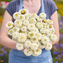A person holding a bouquet of white Zinnia Oklahoma White flowers in a garden setting.