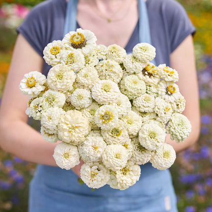 A person holding a bouquet of white Zinnia Oklahoma White flowers in a garden setting.