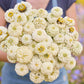 A close up of a person holding a bouquet of white Zinnia Oklahoma White flowers in a garden setting.