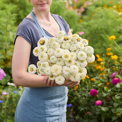 A person holding a bouquet of white Zinnia Oklahoma White flowers in a garden setting.