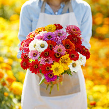 Colorful large organic zinnia california giants blooms on a natural garden backdrop