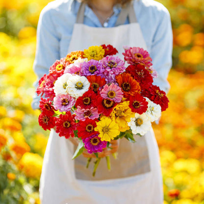 Colorful large organic zinnia california giants blooms on a natural garden backdrop