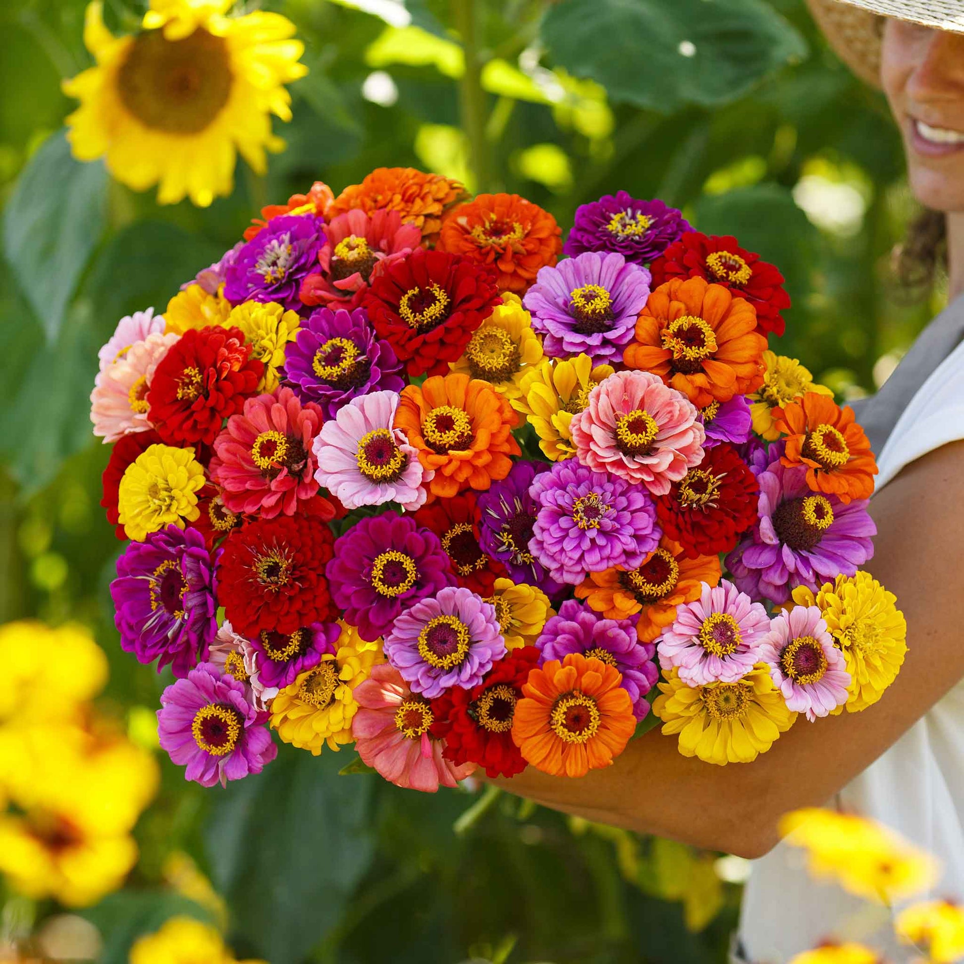 Vibrant large organic zinnia california giants flowers on a garden backdrop