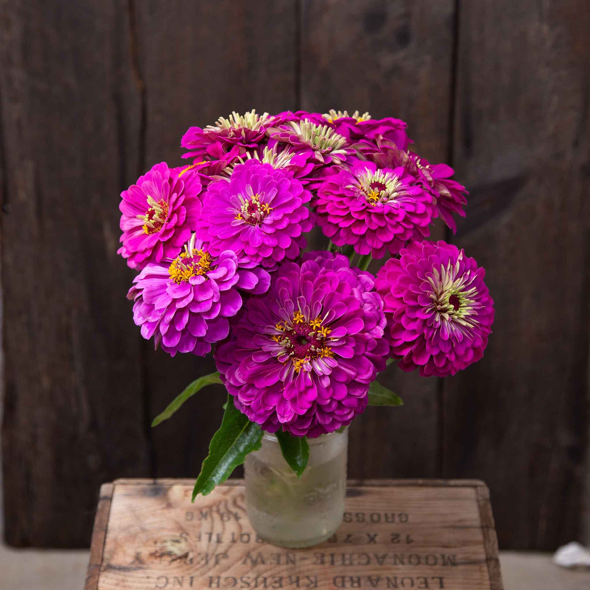 Purple zinnia organic giant purple flowers in a bright natural garden setting