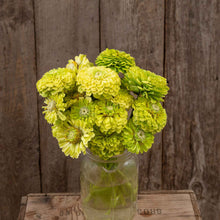 Close-up of zinnia organic queeny lime flowers in chartreuse on a garden backdrop