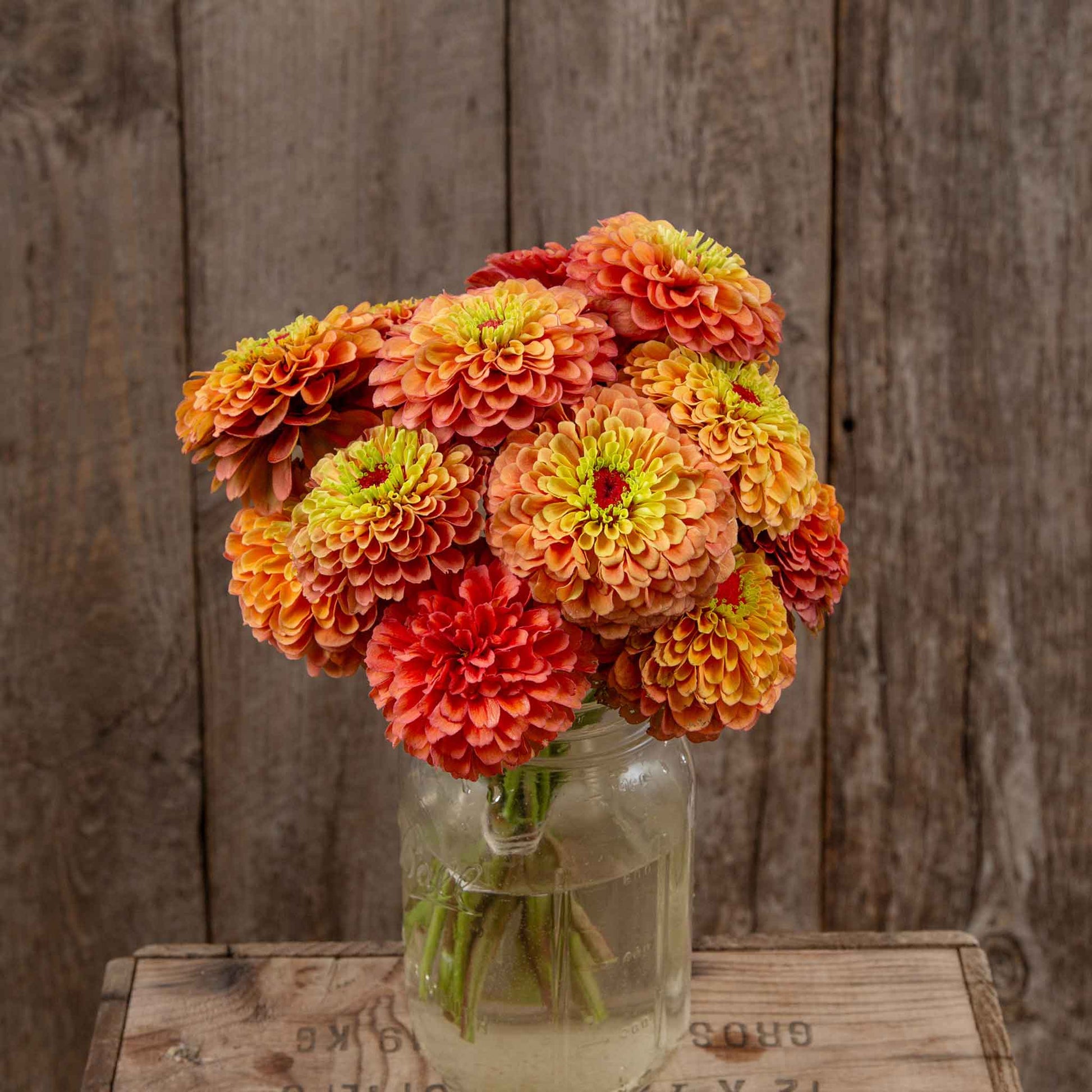 Close-up of zinnia organic queeny lime orange flowers on a natural garden backdrop