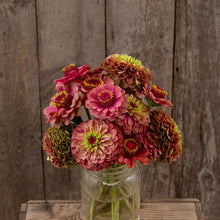 Fully bloomed zinnia organic queeny lime red flowers on a natural garden backdrop