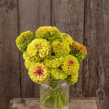 Zinnia organic queeny lime red with blotch flowers on a natural garden backdrop