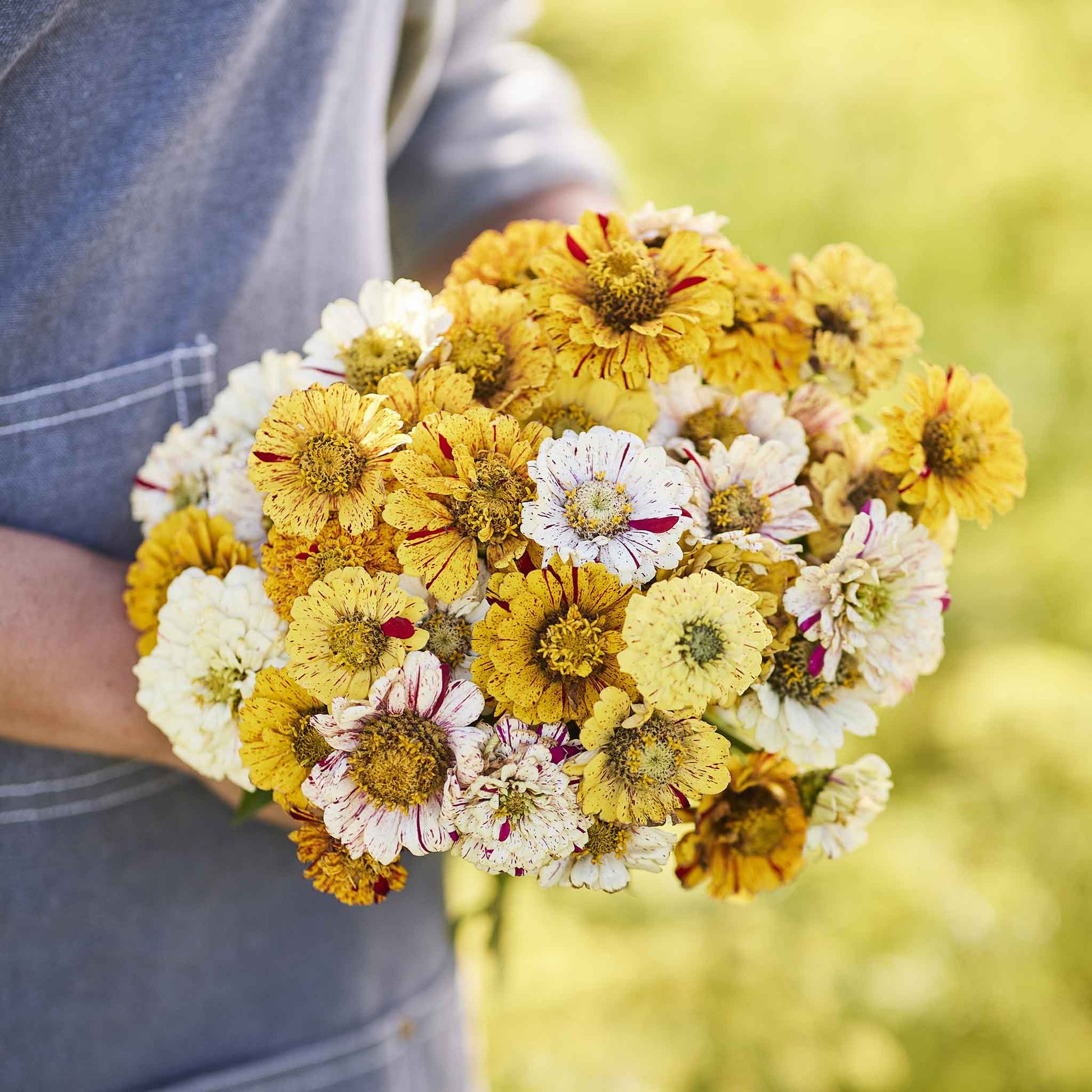 Bi-colored zinnia peppermint stick bloom in yellow and red tones on a light backdrop