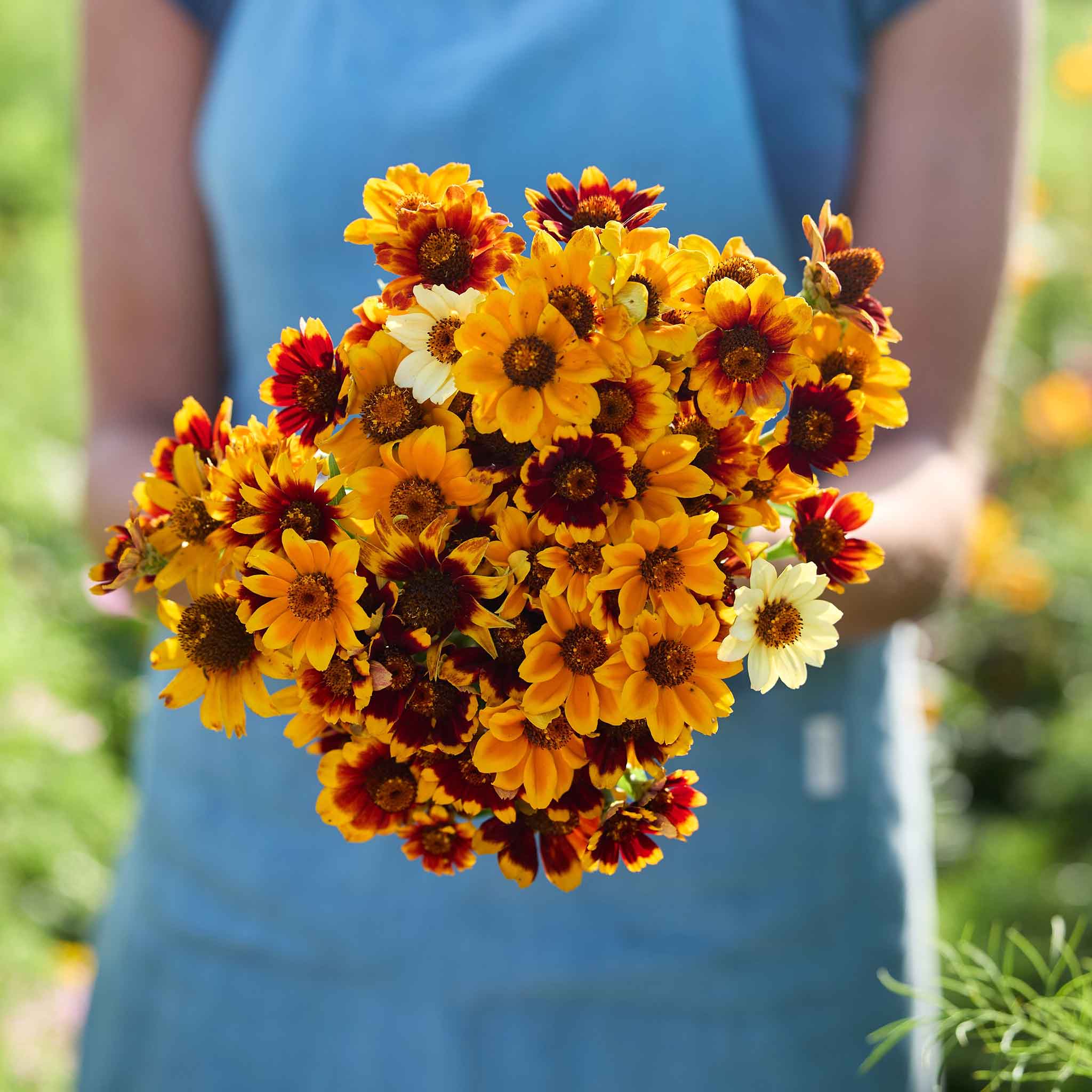 Bouquet of yellow and red Persian Carpet zinnia flowers held by a person wearing a blue dress.