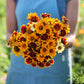 Bouquet of yellow and red Persian Carpet zinnia flowers held by a person wearing a blue dress.