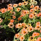 zinnia profusion apricot
