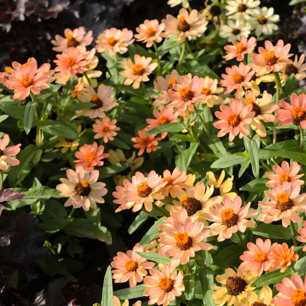 zinnia profusion apricot